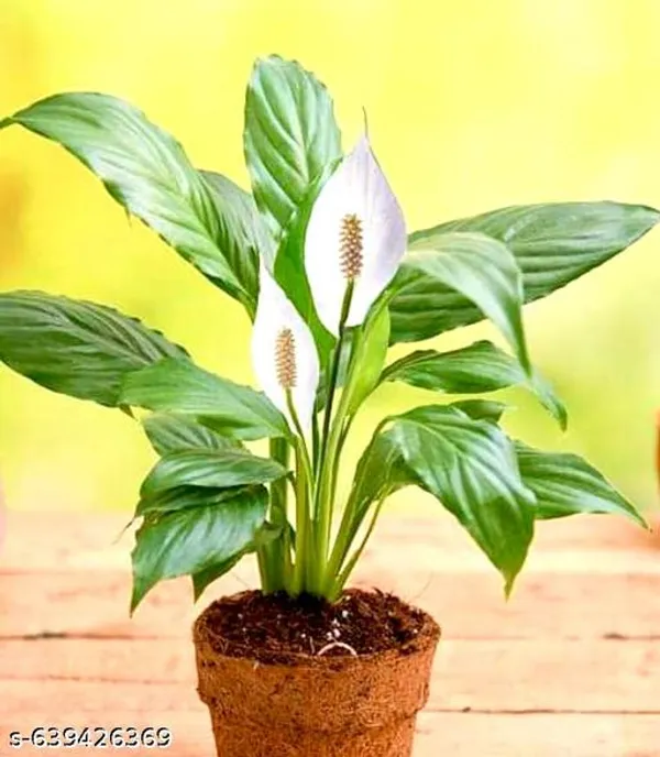 Green_Peace_Lily_Flowering_Plant_Spathiphyllum_For_Indoor