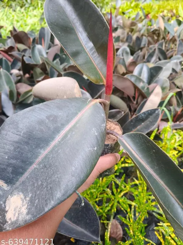 Brown_Premium_Rubber_Plant_Ficus_Elastica_Air_Purifying_For_Indoor