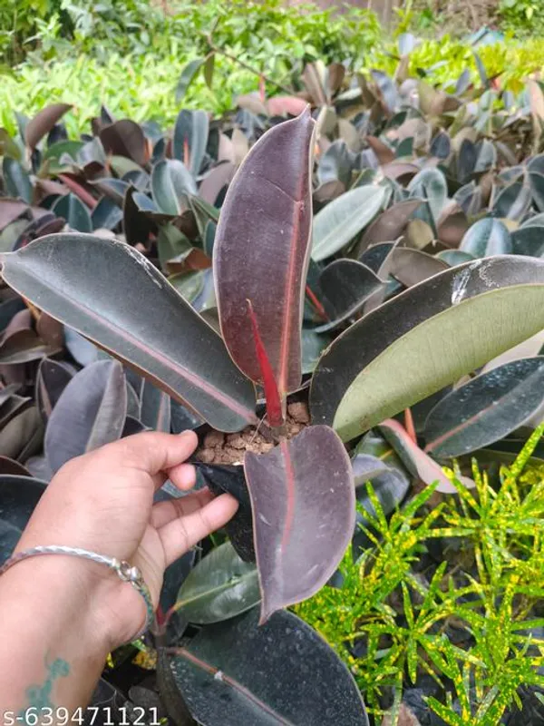 Brown_Premium_Rubber_Plant_Ficus_Elastica_Air_Purifying_For_Indoor