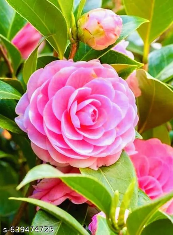 Pink_Camelia_Plant_Flowers_For_Outdoor