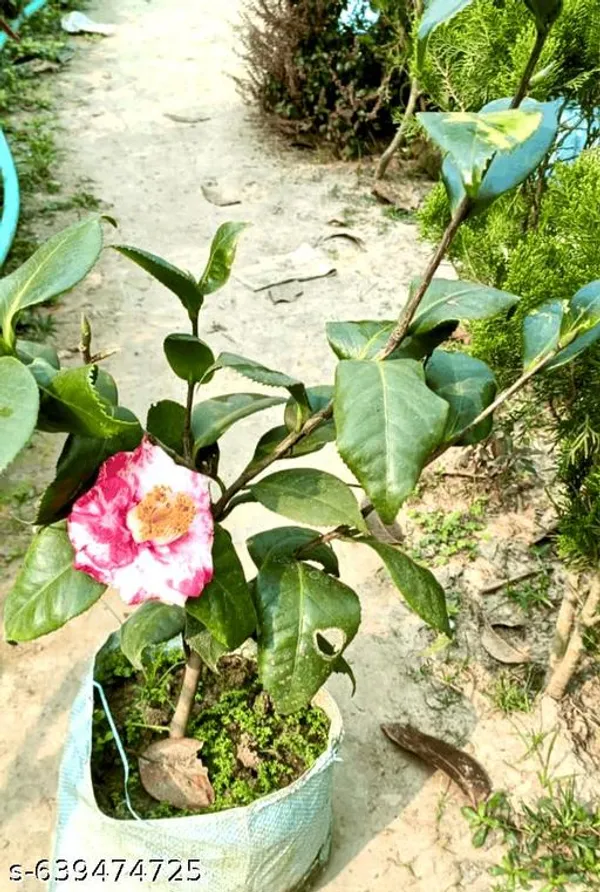 Pink_Camelia_Plant_Flowers_For_Outdoor