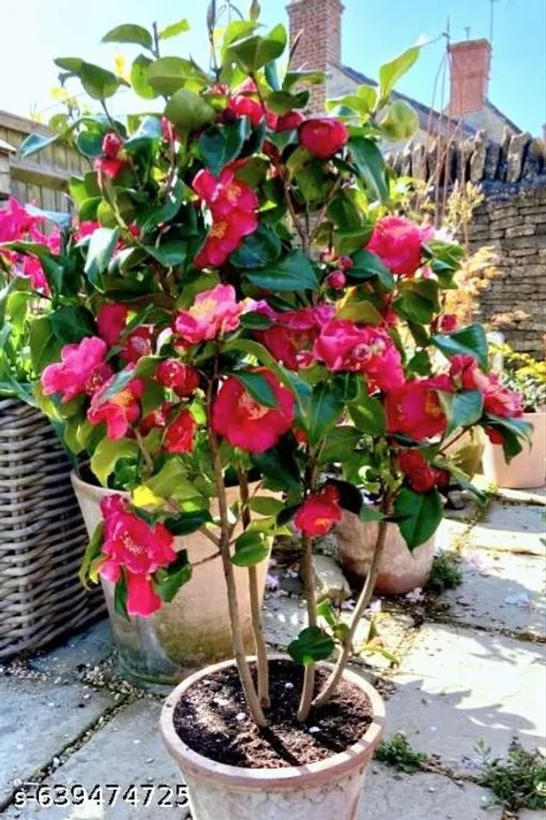 Pink_Camelia_Plant_Flowers_For_Outdoor
