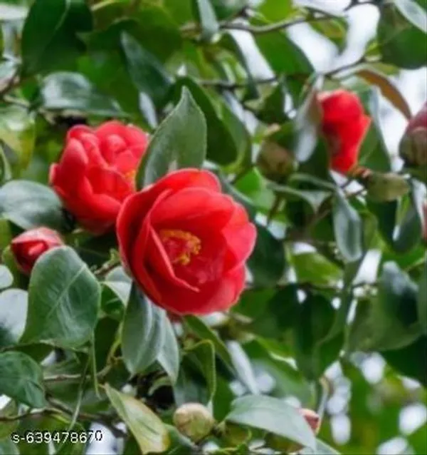 Red_Camellia_Evergreen_Flowering_Shrub_For_Outdoor