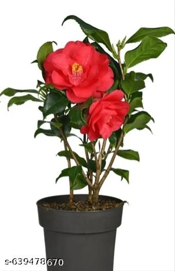 Red_Camellia_Evergreen_Flowering_Shrub_For_Outdoor