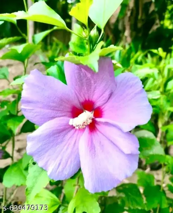 Pink_Blue_Hibiscus_Plant_Alyogyne_Huegelii_Exotic_Sky_Blooms_For_Outdoor