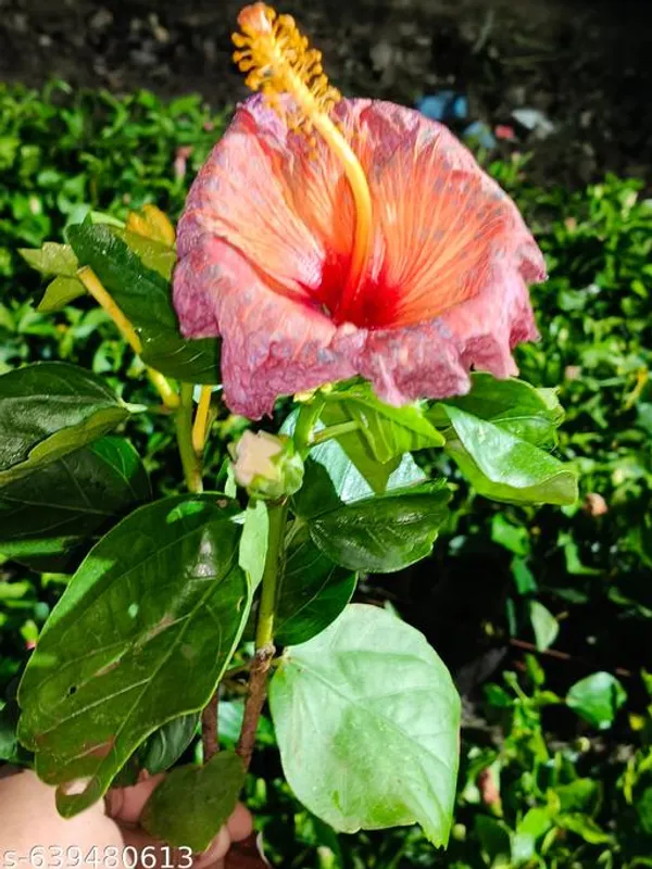 Pink_Multi_Hybrid_Hibiscus_Rainbow_Bloom_Collection_For_Outdoor