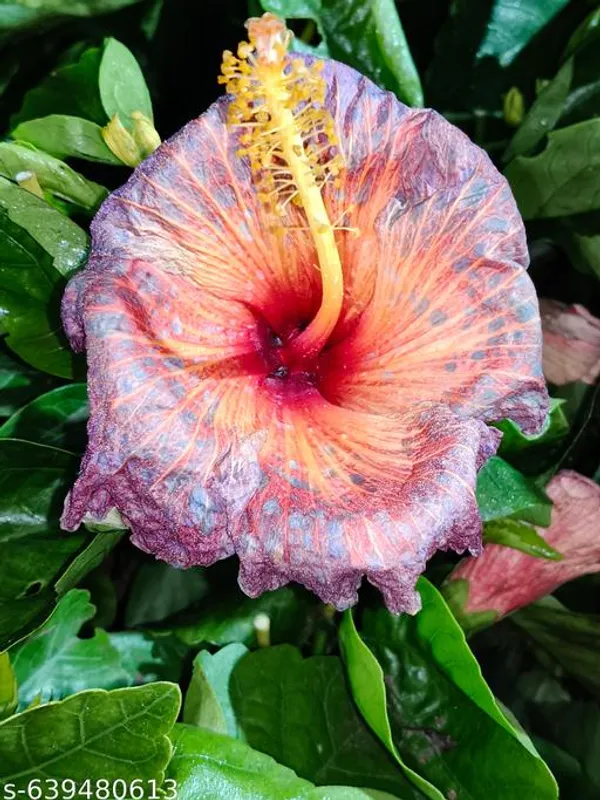 Pink_Multi_Hybrid_Hibiscus_Rainbow_Bloom_Collection_For_Outdoor