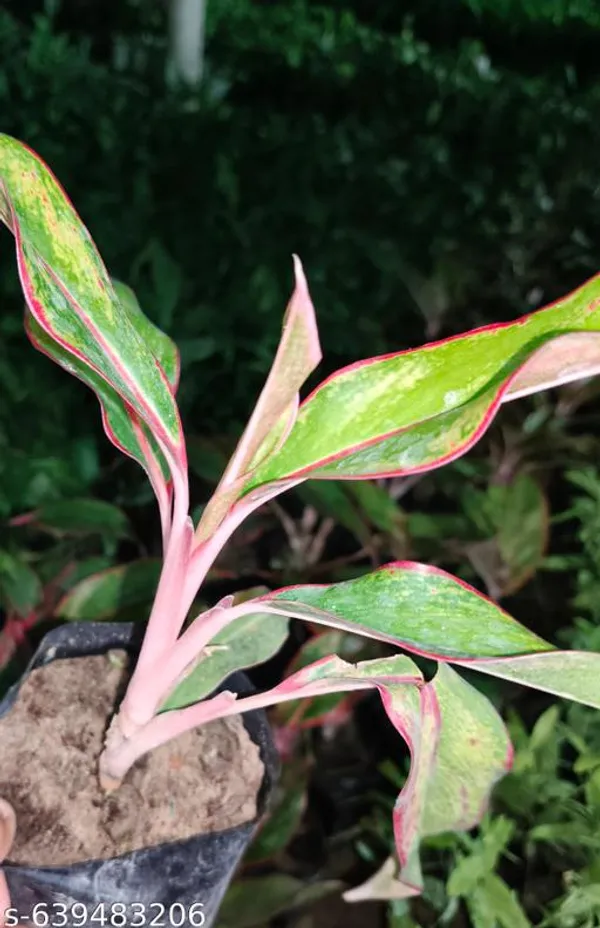 Green_Aglaonema_Lipstick_Premium_Red_Edged_Plant_For_Outdoor
