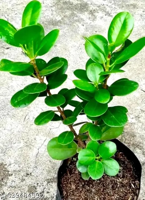 Green_China_Bot_Plant_Smilax_Premium_Medicinal_Climbing_Vine_For_Outdoor