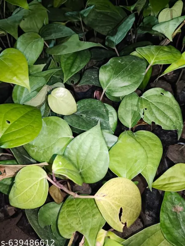 Green_Black_Pepper_Plant_Piper_Nigrum_Live_Fruiting_Vine_For_Outdoor