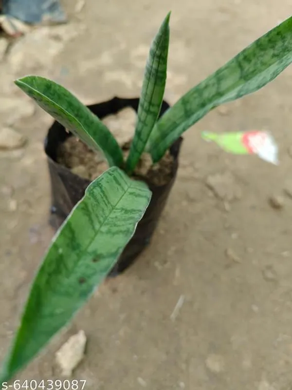 Green_Snack_Fruit_Plant_Pithecellobium_Dulce_Manila_Tamarind_For_Outdoor