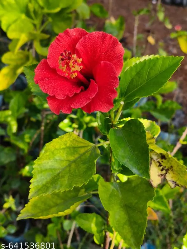 Red_Hibiscus_Rosa_Sinensis_Premium_Flowering_Plant_For_Outdoor