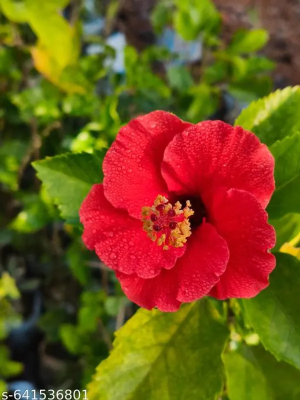 Red_Hibiscus_Rosa_Sinensis_Premium_Flowering_Plant_For_Outdoor