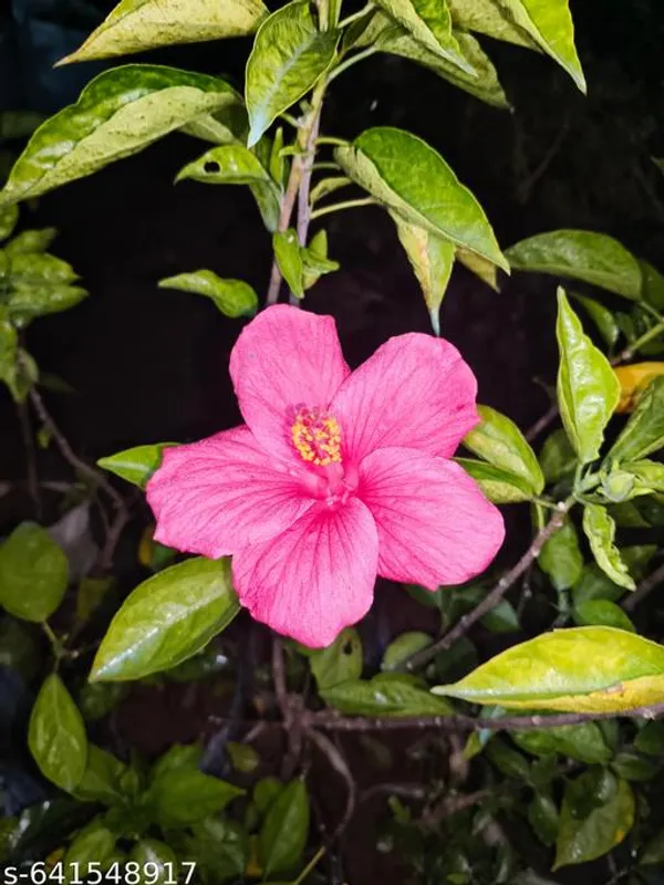 Red_Pink_Hibiscus_Rosa_Sinensis_Vibrant_Flowering_Plant_For_Outdoor