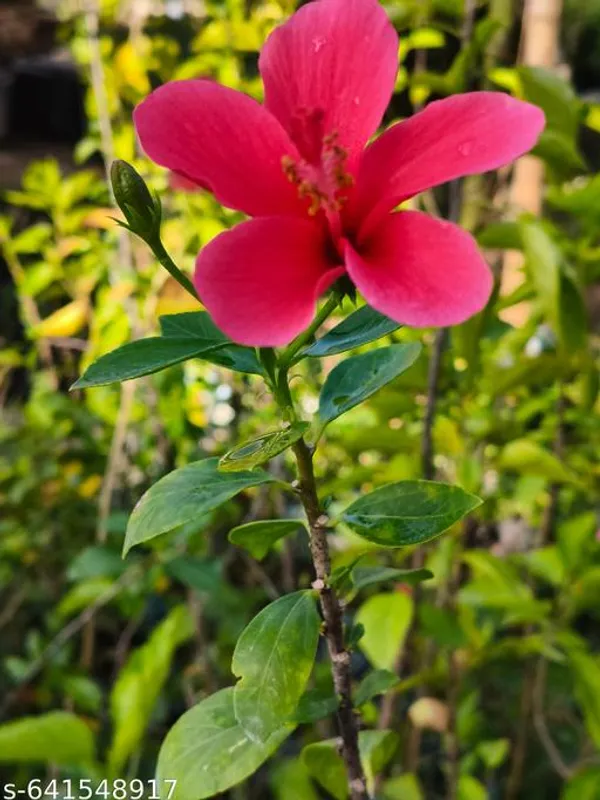 Red_Pink_Hibiscus_Rosa_Sinensis_Vibrant_Flowering_Plant_For_Outdoor