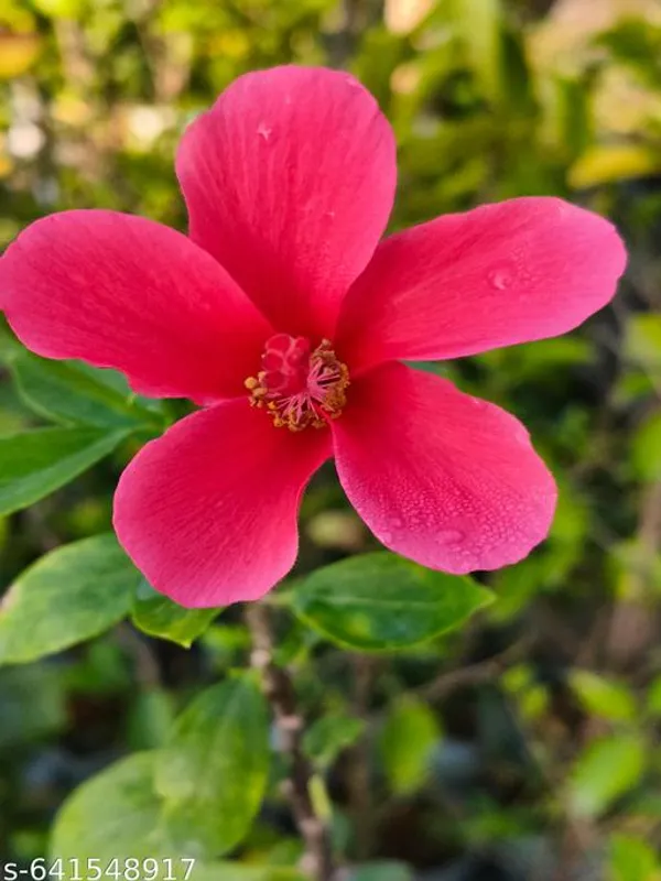 Red_Pink_Hibiscus_Rosa_Sinensis_Vibrant_Flowering_Plant_For_Outdoor