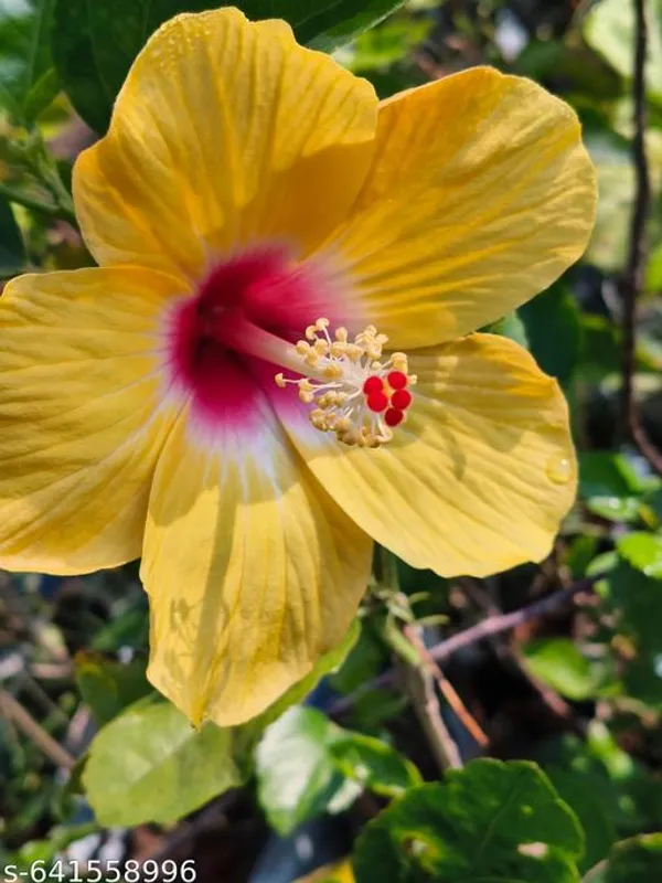 Yellow_Hibiscus_Plant_Rosa_Sinensis_Sunshine_Variety_For_Outdoor
