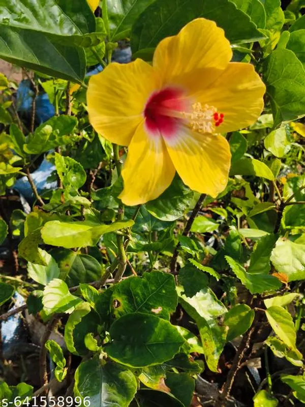 Yellow_Hibiscus_Plant_Rosa_Sinensis_Sunshine_Variety_For_Outdoor
