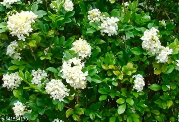 White_Kamini_Plant_Murraya_Paniculata_Dwarf_Orange_Jasmine_For_Indoor