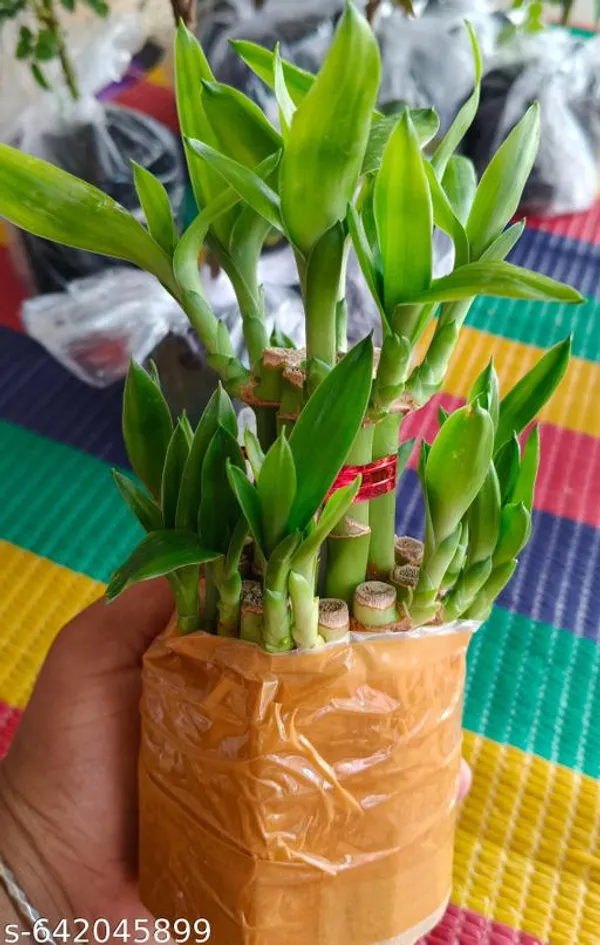 Green_Lucky_Bamboo_Dracaena_Sanderiana_Good_Luck_Plant_For_Indoor