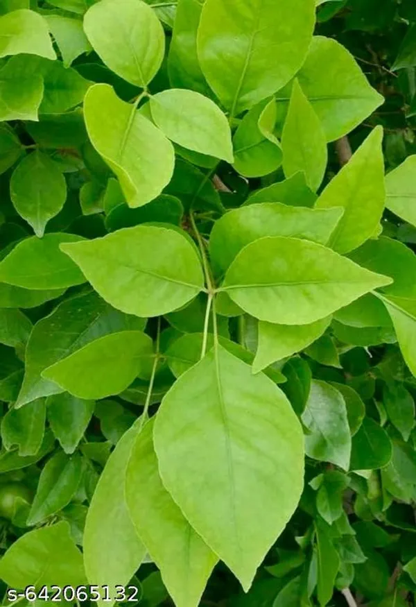 Green_Belpata_Aegle_Marmelos_Bel_Bael_Tree_For_Outdoor