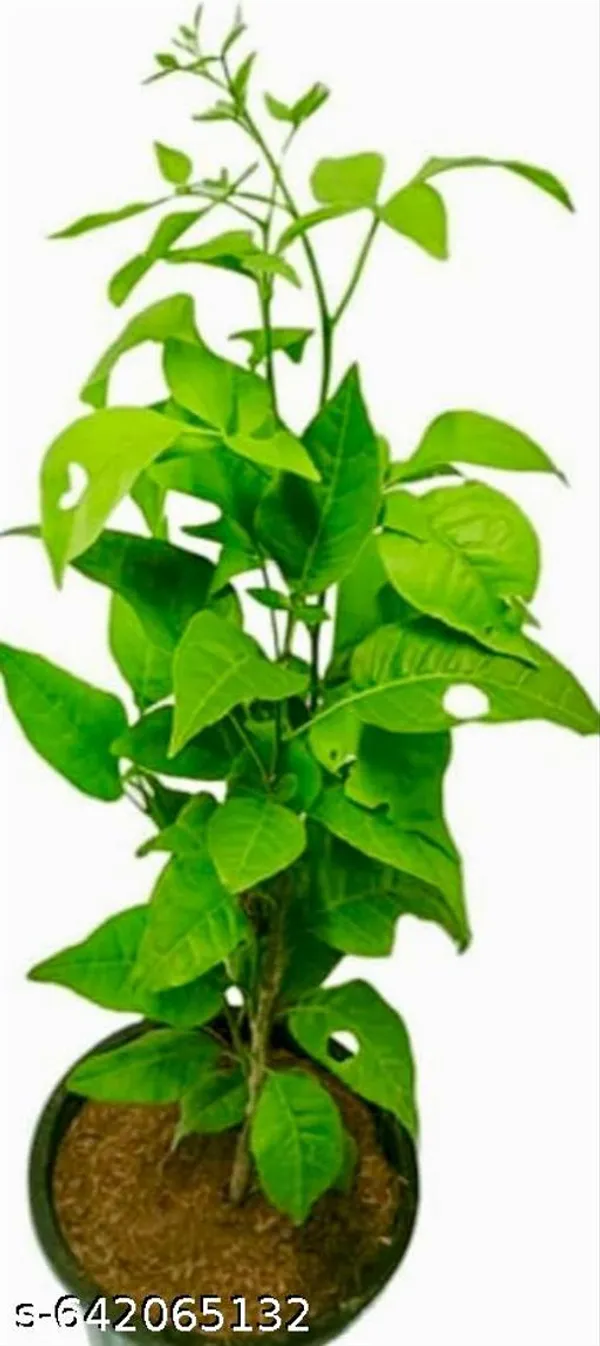 Green_Belpata_Aegle_Marmelos_Bel_Bael_Tree_For_Outdoor