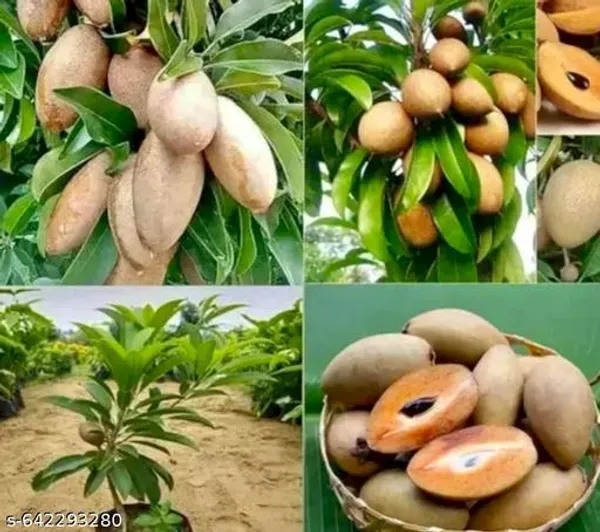 Brown_Sapodilla_Chikoo_Fruit_Plant_Premium_Grafted_Variety_For_Outdoor