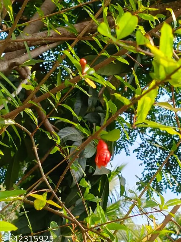 Red_Pomegranate_Plant_Punica_Granatum_Fruit_Bearing_Live_For_Outdoor