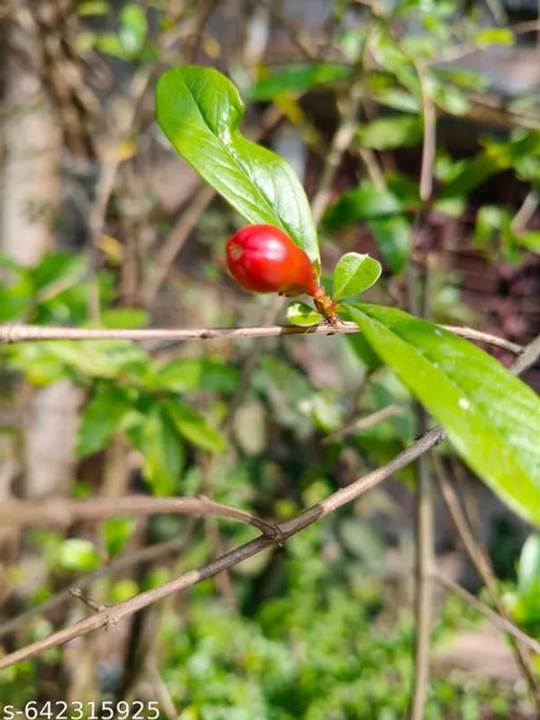Red_Pomegranate_Plant_Punica_Granatum_Fruit_Bearing_Live_For_Outdoor