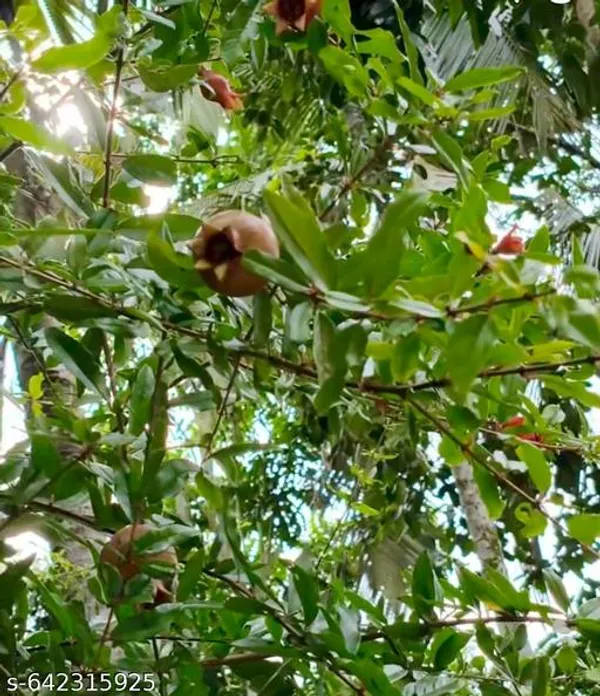 Red_Pomegranate_Plant_Punica_Granatum_Fruit_Bearing_Live_For_Outdoor