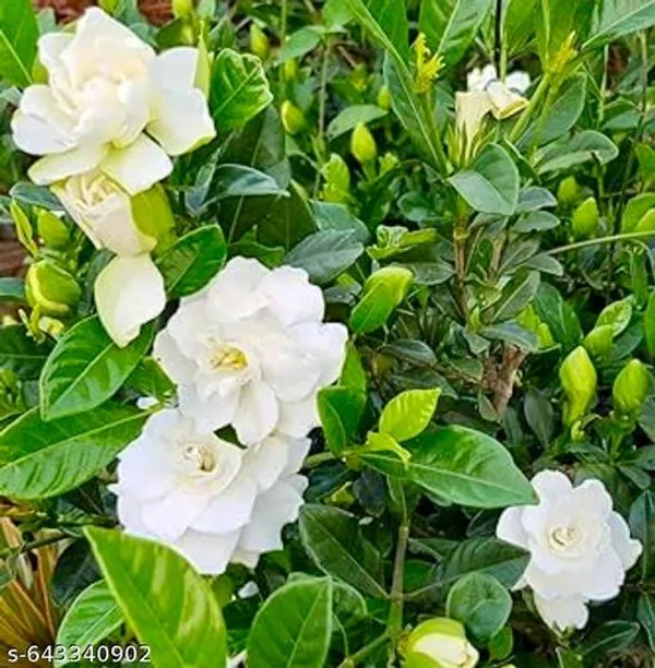 White_Gandharaj_Flower_Plant_Gardenia_Cape_Jasmine_For_Indoor