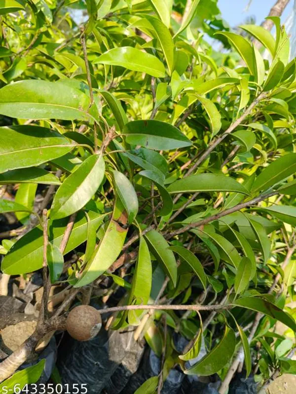 Green_Sabeda_Sapodilla_Chiku_Fruit_Plant_For_Outdoor
