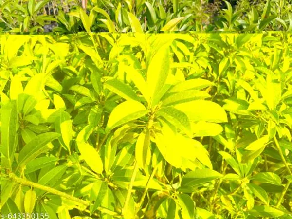 Green_Sabeda_Sapodilla_Chiku_Fruit_Plant_For_Outdoor
