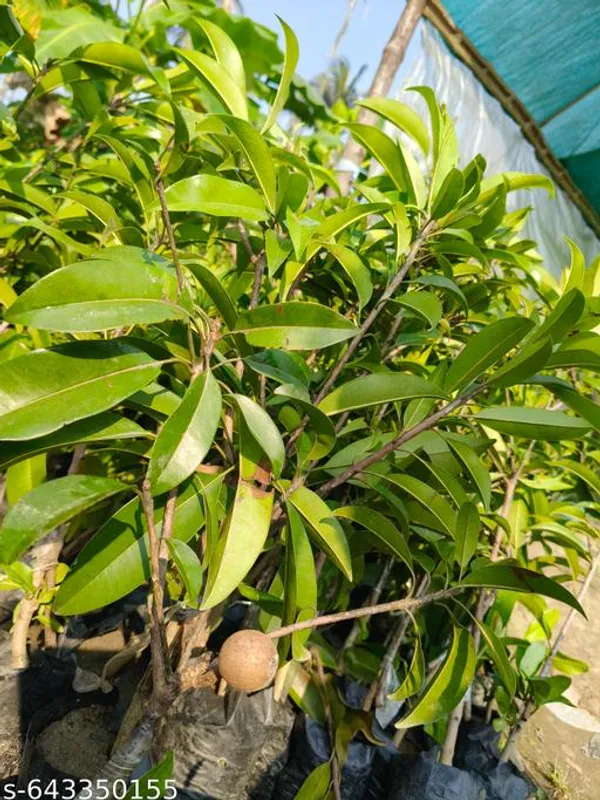 Green_Sabeda_Sapodilla_Chiku_Fruit_Plant_For_Outdoor