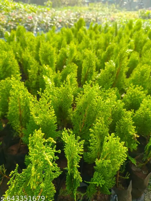 Green_Jhau_Plant_Casuarina_Tree_Equisetifolia_For_Indoor