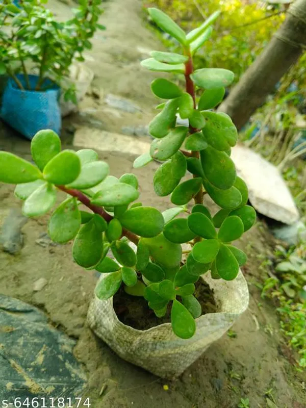 Green_Zade_Plant_Jade_Crassula_Ovata_For_Indoor
