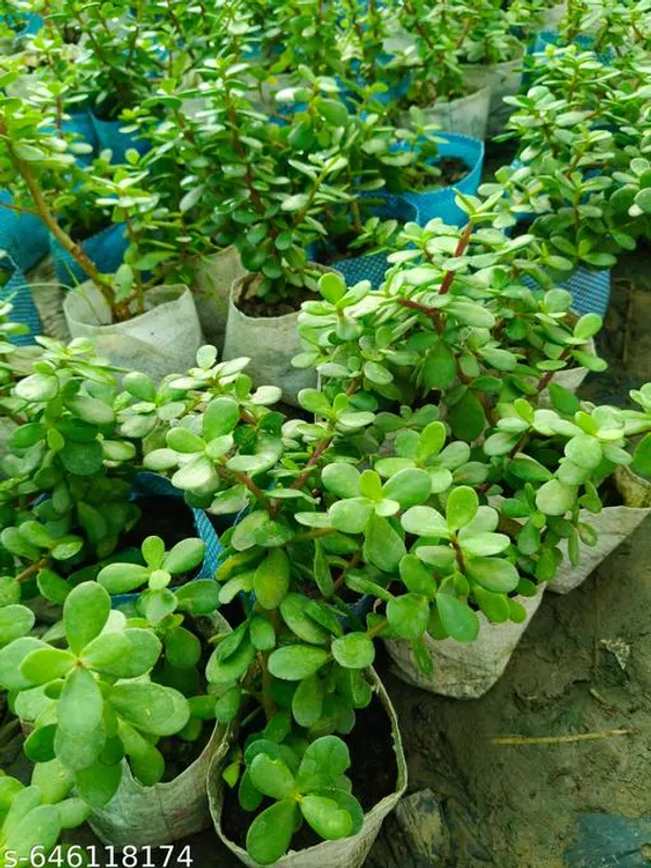 Green_Zade_Plant_Jade_Crassula_Ovata_For_Indoor