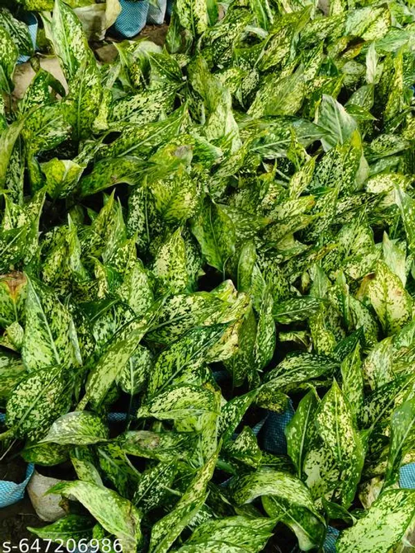 Green_Aglaonema_Snow_White_Chinese_Evergreen_For_Indoor