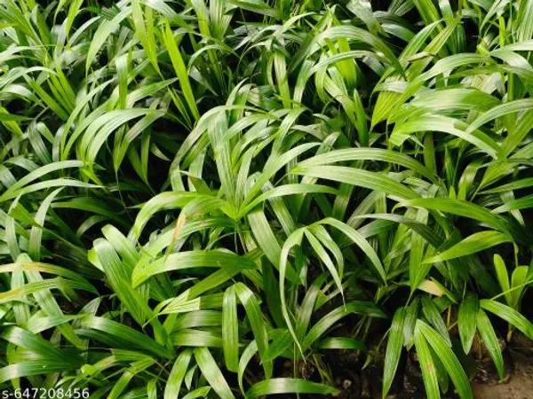 Green_Areca_Palm_Plant_Dypsis_Lutescens_For_Indoor