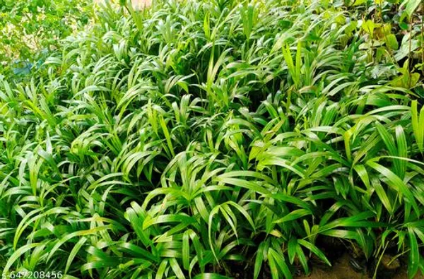 Green_Areca_Palm_Plant_Dypsis_Lutescens_For_Indoor