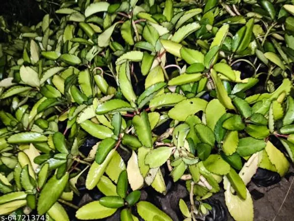 Green_Patharchatta_Plant_Patharkuchi_Bryophyllum_Pinnatum_Kalanchoe_Pinnata_For_Outdoor