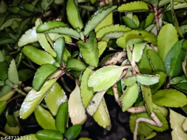 Green_Patharchatta_Plant_Patharkuchi_Bryophyllum_Pinnatum_Kalanchoe_Pinnata_For_Outdoor