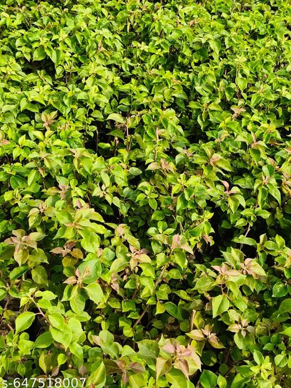 Green_Bougainvillea_Ornamental_Flowering_Plant_For_Outdoor