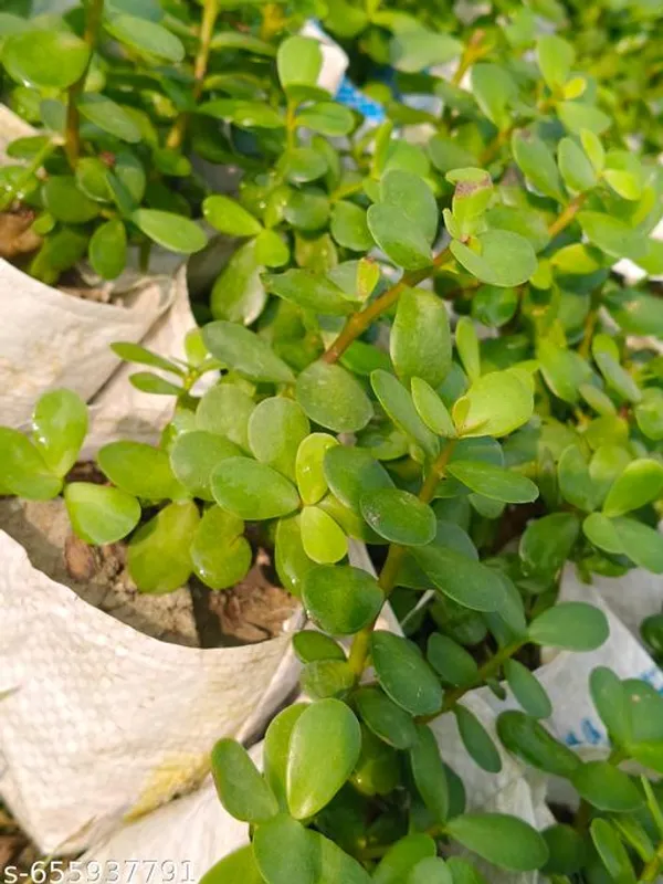 Green_Zade_Plant_Jade_Crassula_Ovata_For_Indoor