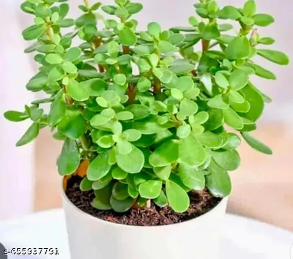 Green_Zade_Plant_Jade_Crassula_Ovata_For_Indoor