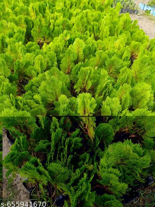 Green_Jhau_Morpankhi_Plant_Thuja_Arborvitae_For_Indoor