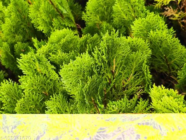 Green_Jhau_Morpankhi_Plant_Thuja_Arborvitae_For_Indoor