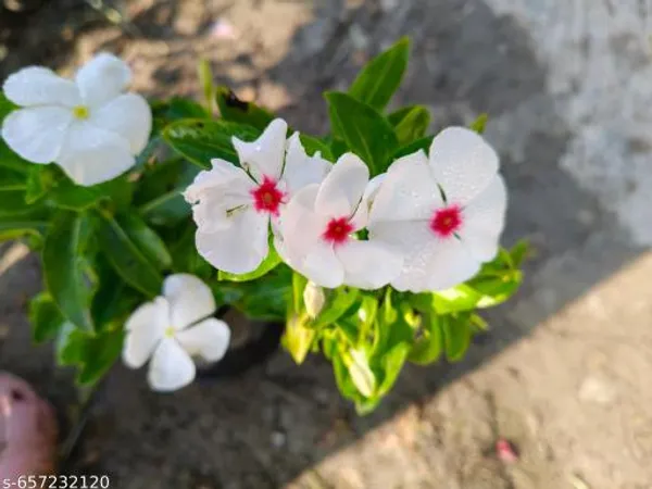 White_Sadabahar_Madagascar_Periwinkle_For_Outdoor