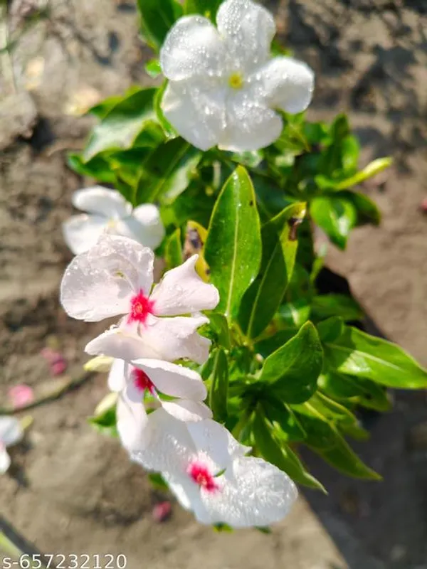 White_Sadabahar_Madagascar_Periwinkle_For_Outdoor