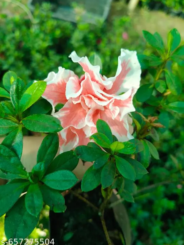 White_And_Pink_Azalea_Flower_Plant_For_Outdoor